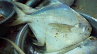 /album/photogalery-fish-species/a-109-edited-jpg/